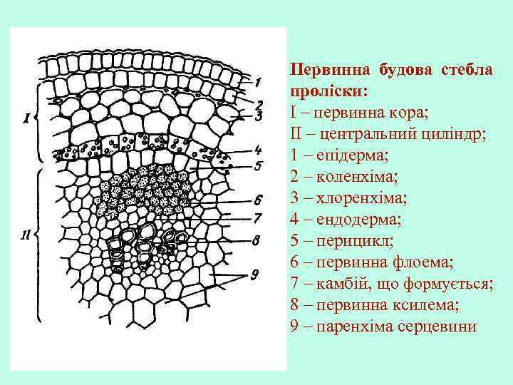 Первинна будова стебла проліски: І – первинна кора; ІІ – центральний циліндр; 1 –