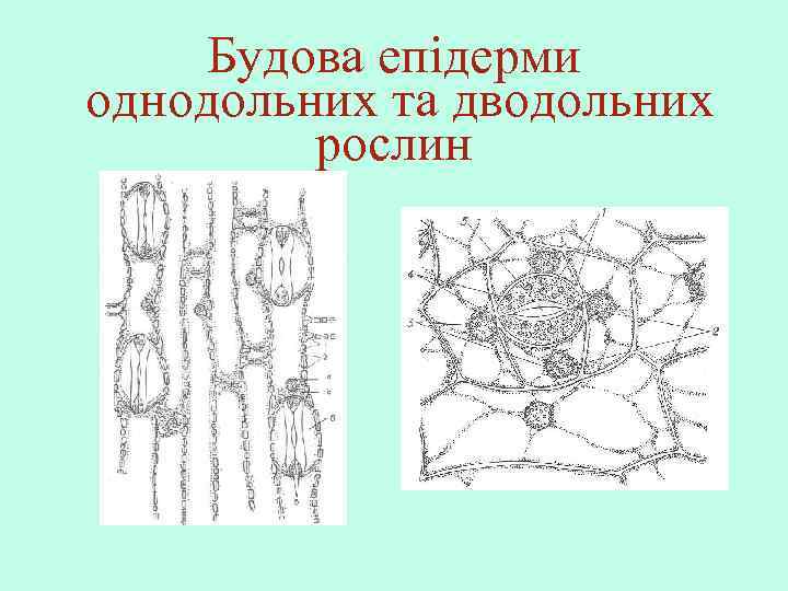 Будова епідерми однодольних та дводольних рослин 
