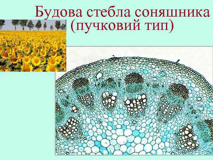 Будова стебла соняшника (пучковий тип) 