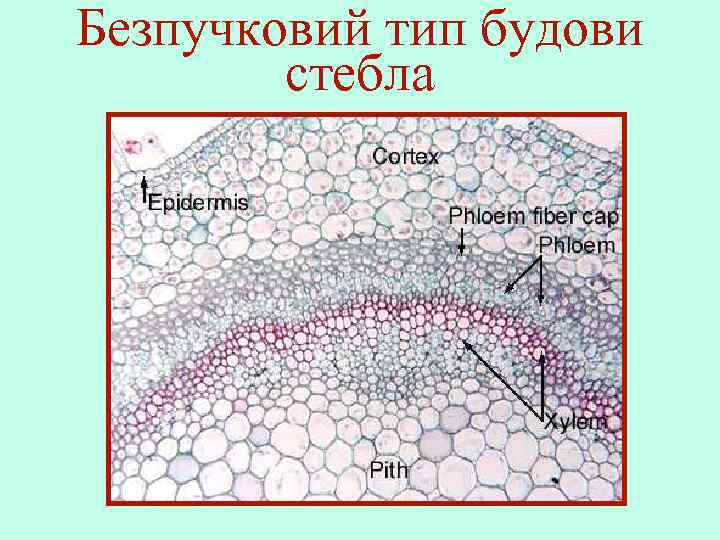 Безпучковий тип будови стебла 