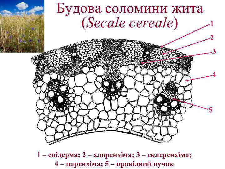 Будова соломини жита (Secale cereale) 1 2 3 4 5 1 – епідерма; 2