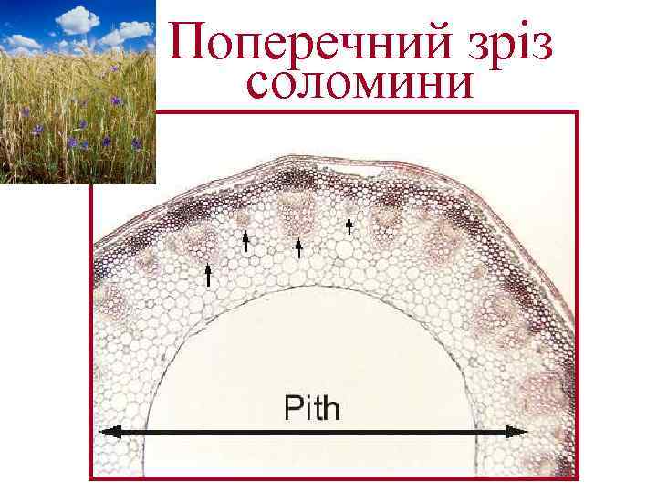 Поперечний зріз соломини 