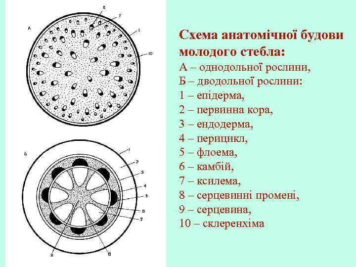 Схема анатомічної будови молодого стебла: А – однодольної рослини, Б – дводольної рослини: 1