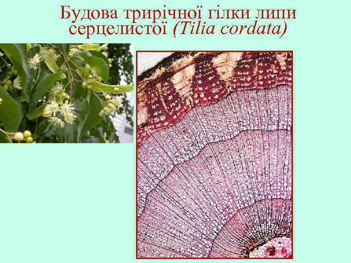 Будова трирічної гілки липи серцелистої (Tilia cordata) 