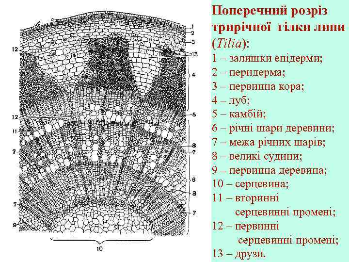 Поперечний розріз трирічної гілки липи (Tilia): 1 – залишки епідерми; 2 – перидерма; 3
