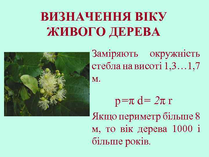 ВИЗНАЧЕННЯ ВІКУ ЖИВОГО ДЕРЕВА Заміряють окружність стебла на висоті 1, 3… 1, 7 м.