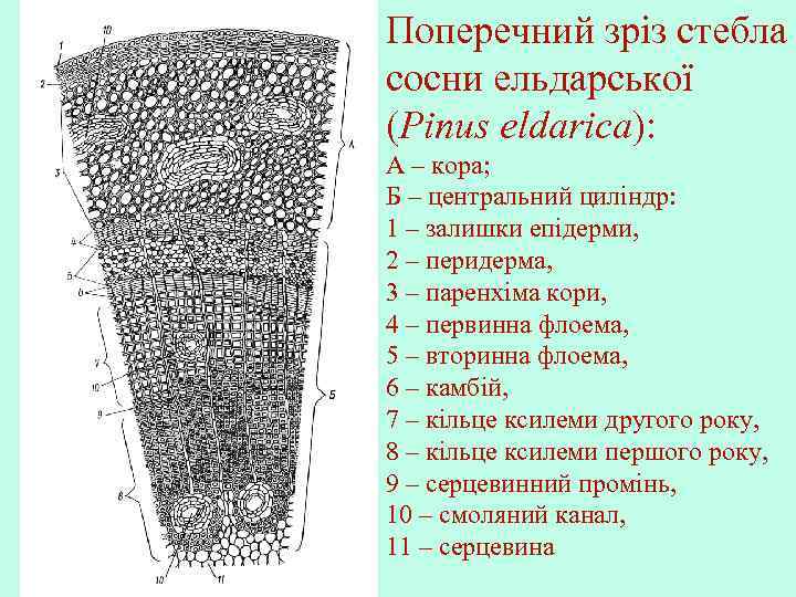 Поперечний зріз стебла сосни ельдарської (Pinus eldarica): А – кора; Б – центральний циліндр: