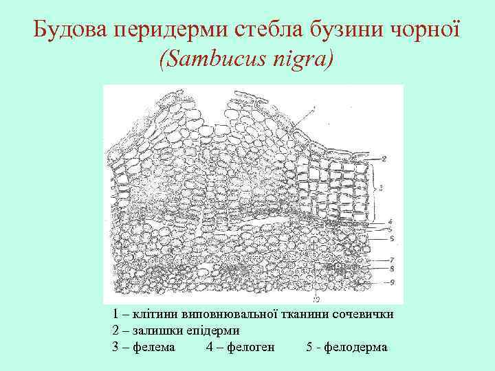 Будова перидерми стебла бузини чорної (Sambucus nigra) 1 – клітини виповнювальної тканини сочевички 2