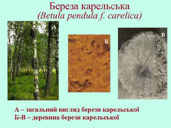 Береза карельська (Betula pendula f. carelica) А В Б А – загальний вигляд берези