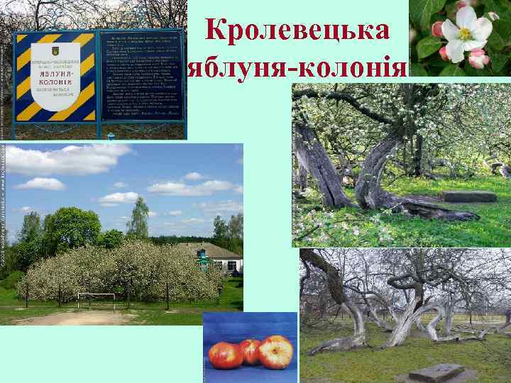 Кролевецька яблуня-колонія 
