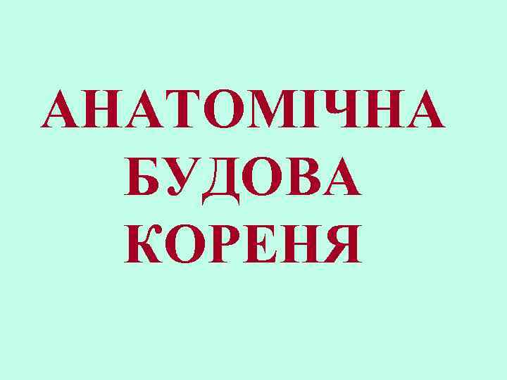 АНАТОМІЧНА БУДОВА КОРЕНЯ 