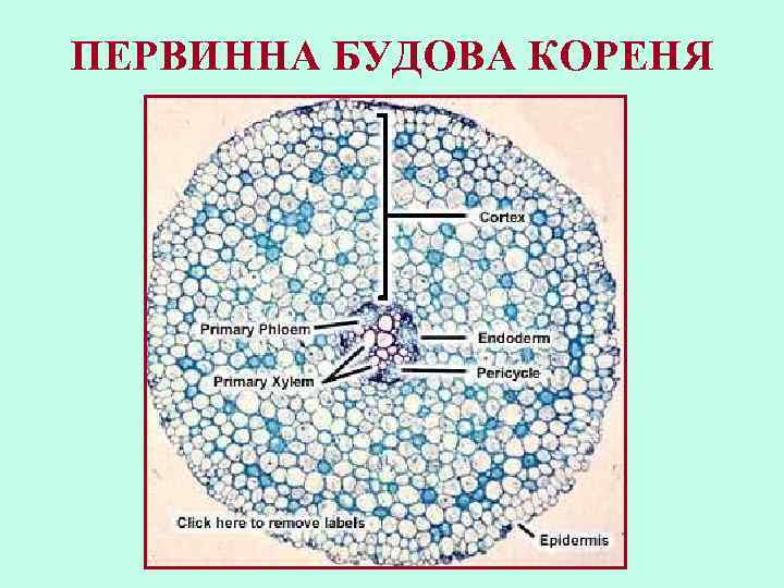 ПЕРВИННА БУДОВА КОРЕНЯ 