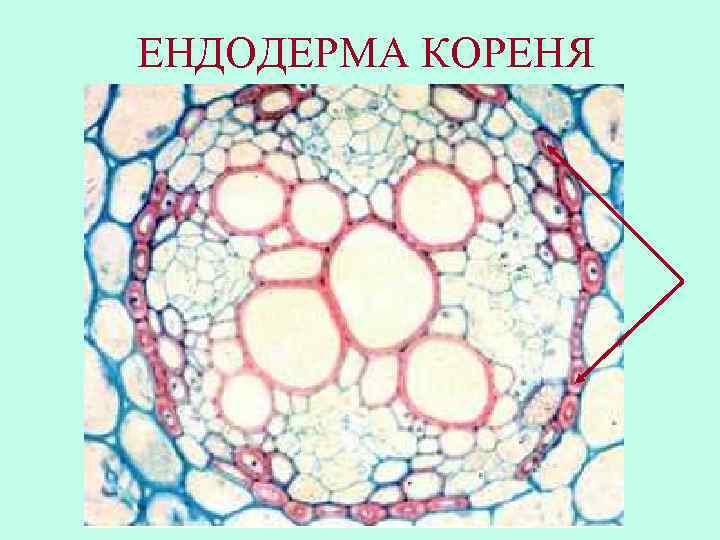 ЕНДОДЕРМА КОРЕНЯ 