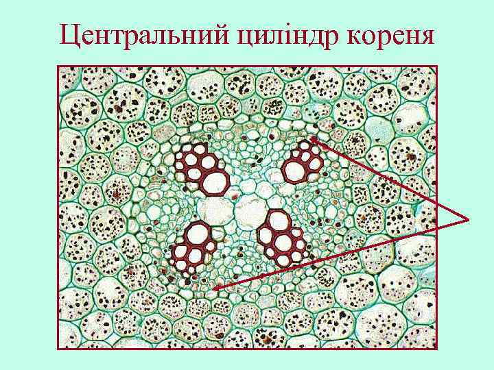 Центральний циліндр кореня 