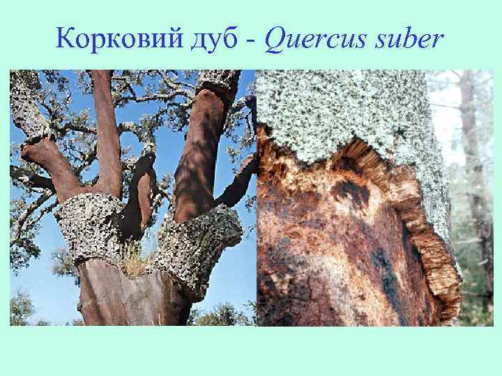 Корковий дуб - Quercus suber 