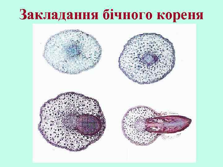 Закладання бічного кореня 