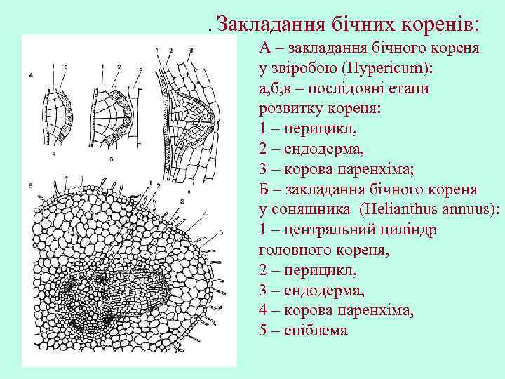. Закладання бічних коренів: А – закладання бічного кореня у звіробою (Hypericum): а, б,