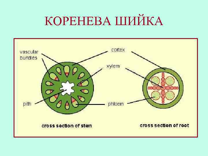 КОРЕНЕВА ШИЙКА 