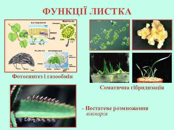 ФУНКЦІЇ ЛИСТКА Фотосинтез і газообмін Соматична гібридизація - Нестатеве розмноження вівіпарія 