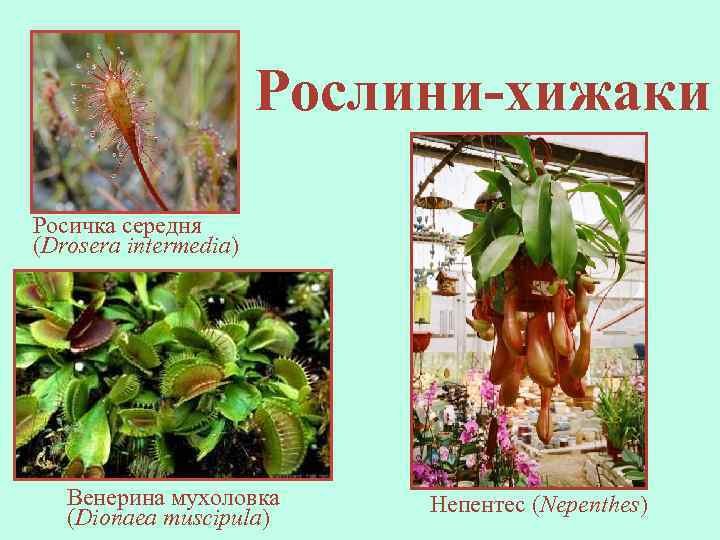 Рослини-хижаки Росичка середня (Drosera intermedia) Венерина мухоловка (Dionaea muscipula) Непентес (Nepenthes) 