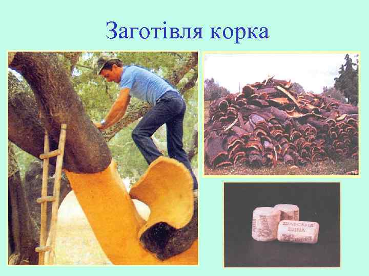 Заготівля корка 