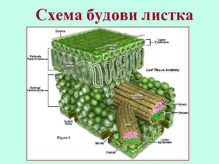Схема будови листка 