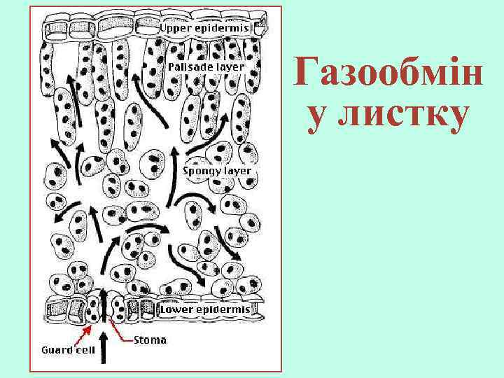 Газообмін у листку 