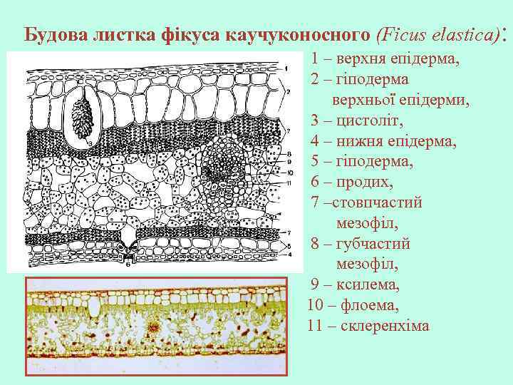 Будова листка фікуса каучуконосного (Ficus elastica): 1 – верхня епідерма, 2 – гіподерма верхньої