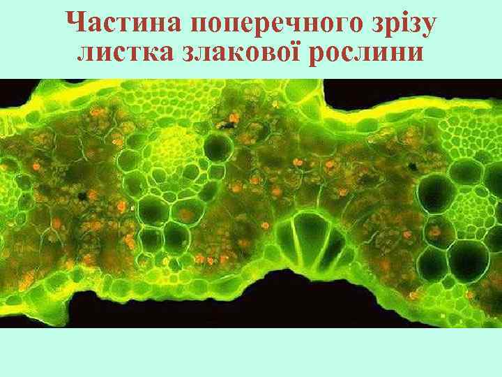 Частина поперечного зрізу листка злакової рослини 