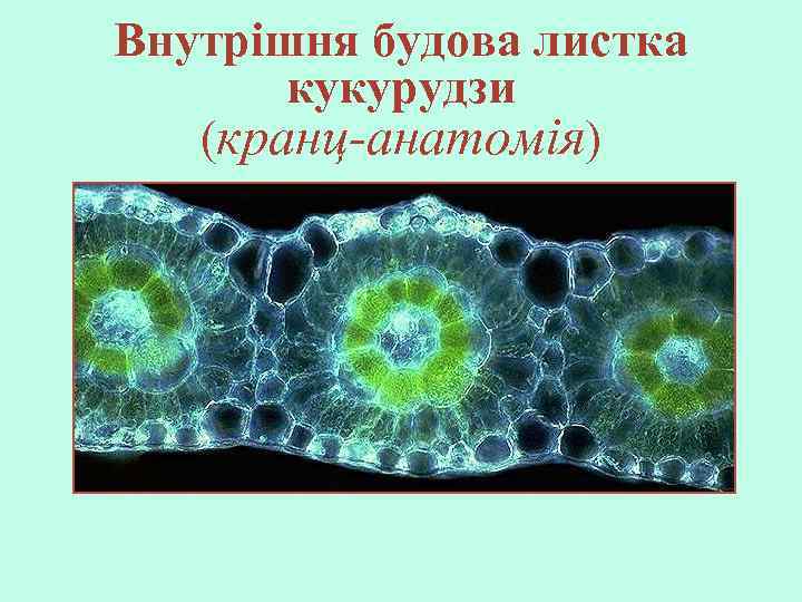 Внутрішня будова листка кукурудзи (кранц-анатомія) 