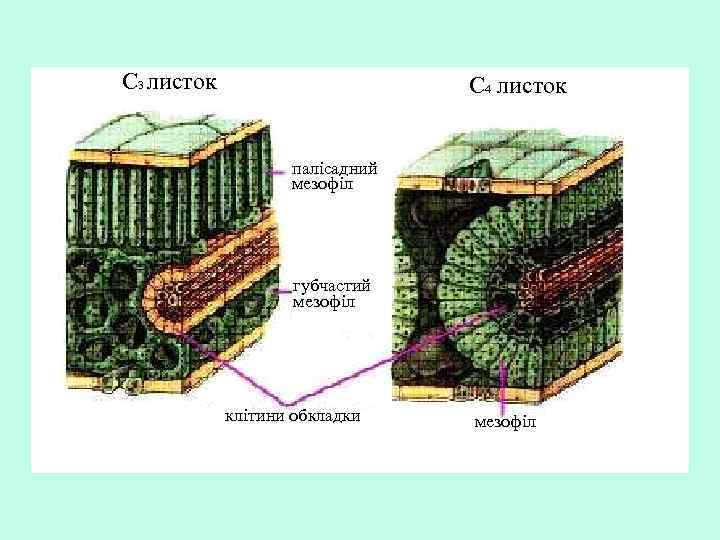 С 3 листок С 4 листок палісадний мезофіл губчастий мезофіл клітини обкладки мезофіл 