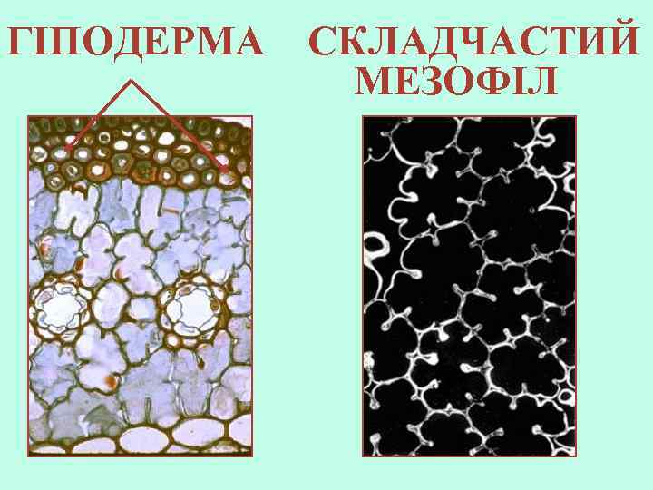 ГІПОДЕРМА CКЛАДЧАСТИЙ МЕЗОФІЛ 