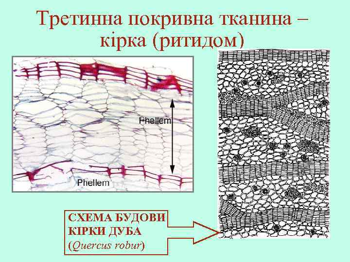 Третинна покривна тканина – кірка (ритидом) СХЕМА БУДОВИ КІРКИ ДУБА (Quercus robur) 