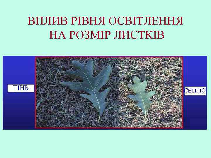 ВПЛИВ РІВНЯ ОСВІТЛЕННЯ НА РОЗМІР ЛИСТКІВ ТІНЬ СВІТЛО 