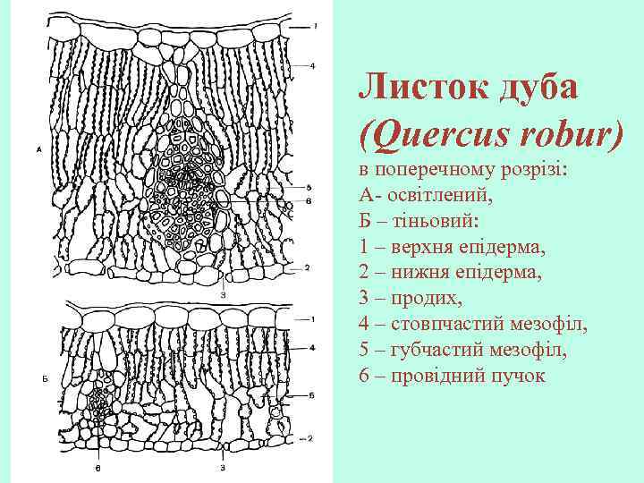 Листок дуба (Quercus robur) в поперечному розрізі: А- освітлений, Б – тіньовий: 1 –