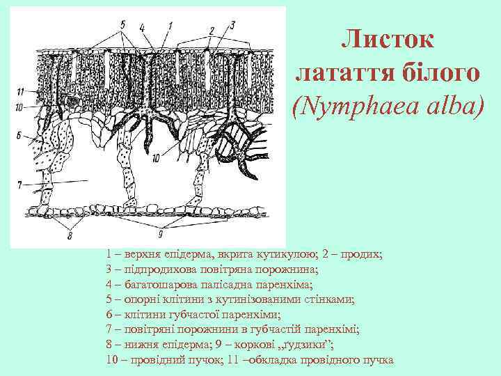 Листок латаття білого (Nymphaea alba) 1 – верхня епідерма, вкрита кутикулою; 2 – продих;