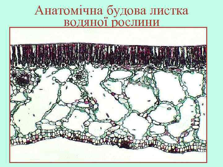 Анатомічна будова листка водяної рослини 