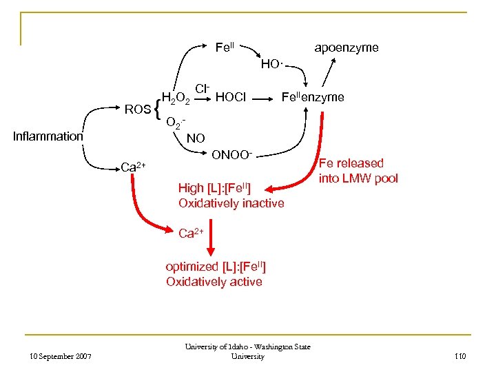 Fe. II apoenzyme HO· ROS Inflammation { H 2 O 2 Cl- HOCl Fe.