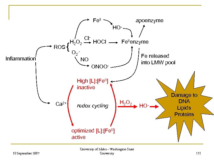 Fe. II apoenzyme HO· ROS { Inflammation H 2 O 2 Cl- HOCl Fe.