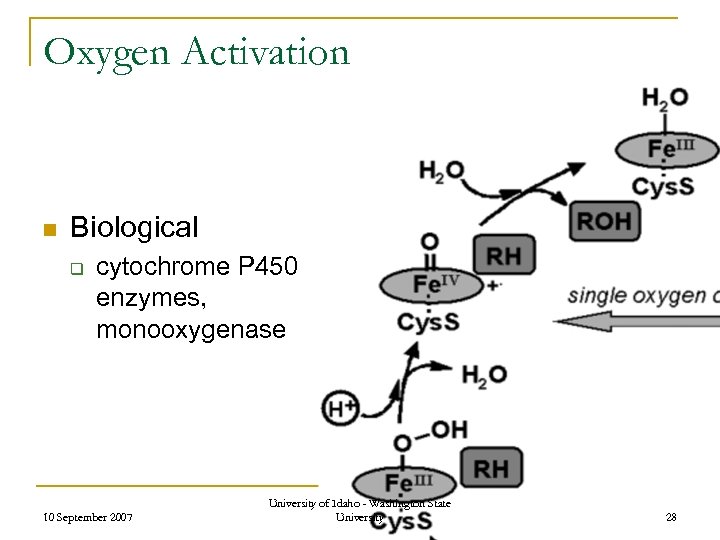 Oxygen Activation n Biological q cytochrome P 450 enzymes, monooxygenase 10 September 2007 University