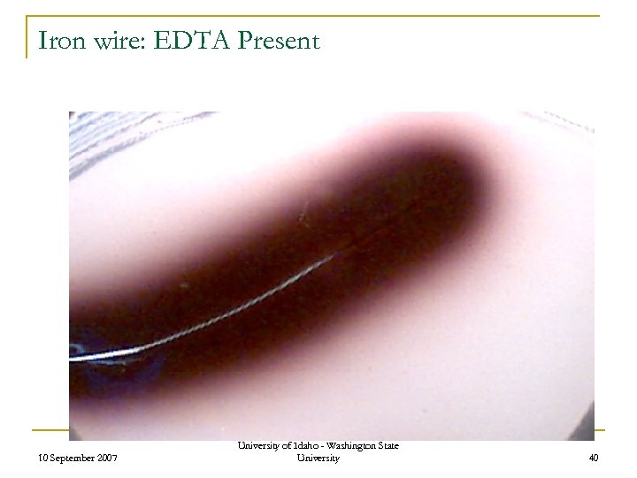 Iron wire: EDTA Present 10 September 2007 University of Idaho - Washington State University