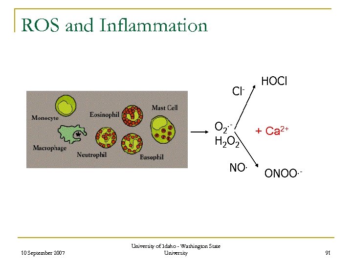 ROS and Inflammation Cl. O 2. H 2 O 2 NO. 10 September 2007