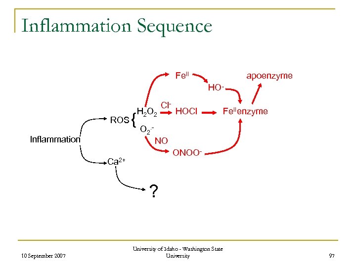 Inflammation Sequence Fe. II apoenzyme HO· ROS Inflammation { H 2 O 2 Cl-