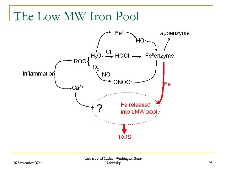 The Low MW Iron Pool Fe. II apoenzyme HO· ROS Inflammation { H 2
