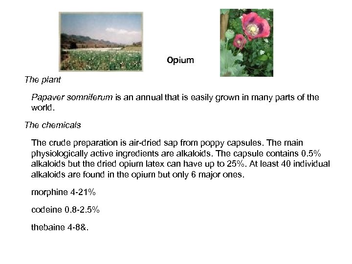 Opium The plant Papaver somniferum is an annual that is easily grown in many