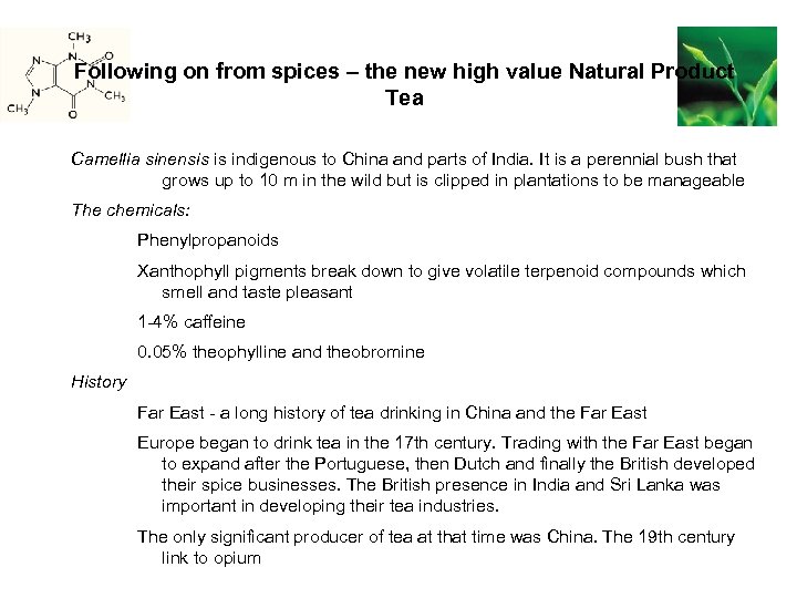 Following on from spices – the new high value Natural Product Tea Camellia sinensis