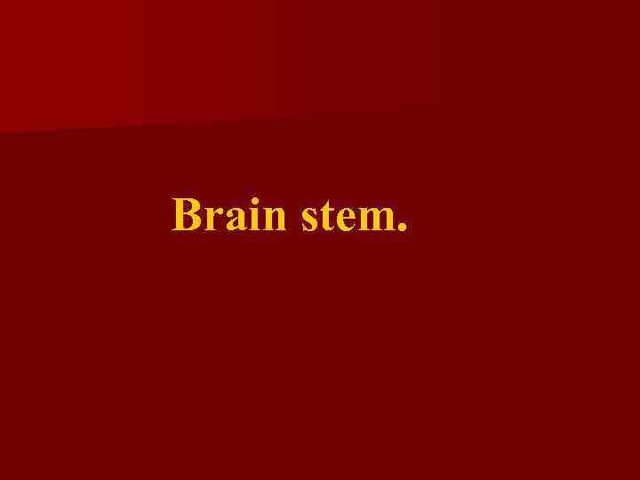 Brain stem. 