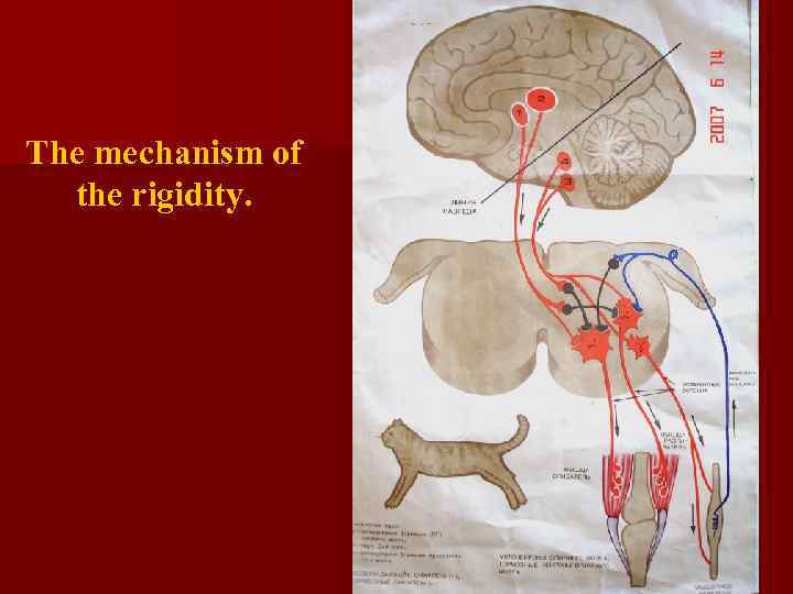 The mechanism of the rigidity. 