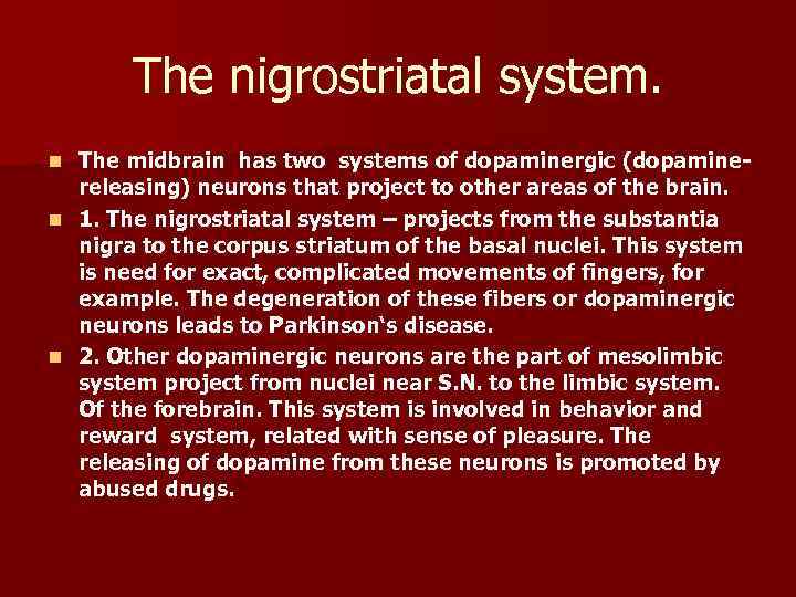 The nigrostriatal system. The midbrain has two systems of dopaminergic (dopaminereleasing) neurons that project