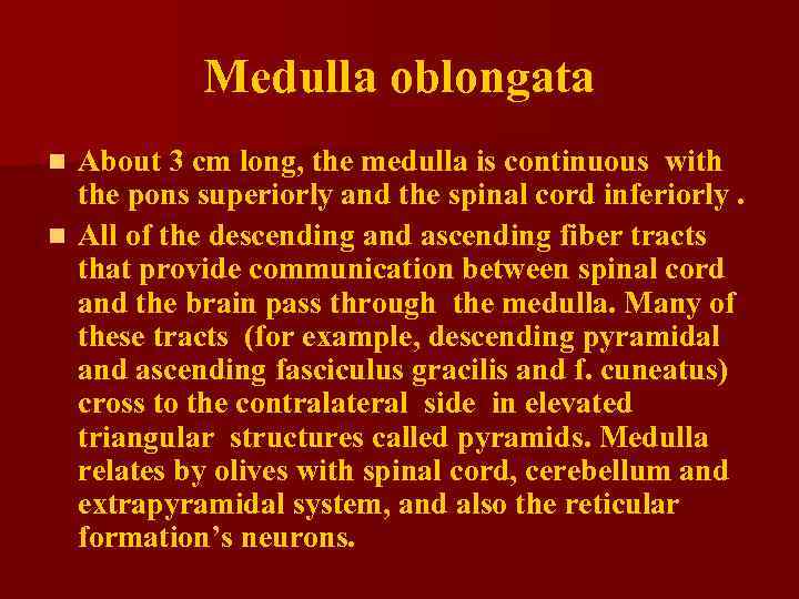 Medulla oblongata About 3 cm long, the medulla is continuous with the pons superiorly